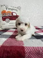 Alaska, a female Poodle - Miniature  for sale in Moravia, IA – Photo 6 of 7