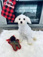 Alaska, a female Poodle - Miniature  for sale in Moravia, IA – Photo 2 of 7
