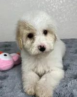 Alaska, a female Poodle - Miniature  for sale in Moravia, IA – Photo 4 of 7