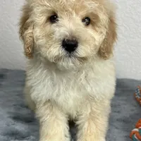 Cal, a male Poodle - Miniature  for sale in Moravia, IA – Photo 4 of 10