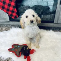 Cal, a male Poodle - Miniature  for sale in Moravia, IA – Photo 3 of 10