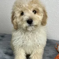 Cal, a male Poodle - Miniature  for sale in Moravia, IA – Photo 6 of 10