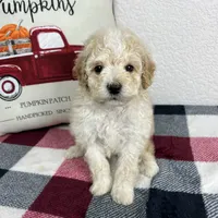 Cal, a male Poodle - Miniature  for sale in Moravia, IA – Photo 10 of 10