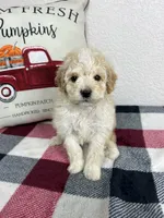 Cal, a male Poodle - Miniature  for sale in Moravia, IA – Photo 10 of 10