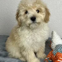 Cal, a male Poodle - Miniature  for sale in Moravia, IA – Photo 7 of 10