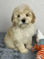 Cal, a male Poodle - Miniature  for sale in Moravia, IA – Photo 7 of 10