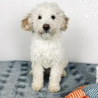 Cal, a male Poodle - Miniature  for sale in Moravia, IA – Photo 1 of 10