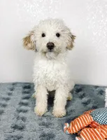 Cal, a male Poodle - Miniature  for sale in Moravia, IA – Photo 1 of 10