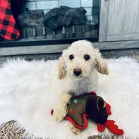 Cal, a male Poodle - Miniature  for sale in Moravia, IA – Photo 2 of 10