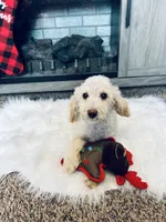 Cal, a male Poodle - Miniature  for sale in Moravia, IA – Photo 2 of 10