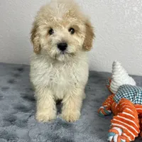 Cal, a male Poodle - Miniature  for sale in Moravia, IA – Photo 8 of 10