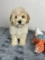 Cal, a male Poodle - Miniature  for sale in Moravia, IA – Photo 8 of 10