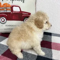 Cal, a male Poodle - Miniature  for sale in Moravia, IA – Photo 5 of 10