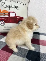 Cal, a male Poodle - Miniature  for sale in Moravia, IA – Photo 5 of 10