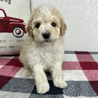 Cal, a male Poodle - Miniature  for sale in Moravia, IA – Photo 9 of 10