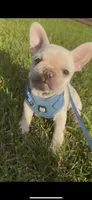 Poo, a female French Bulldog for sale in West Berlin, NJ – 3 of 3