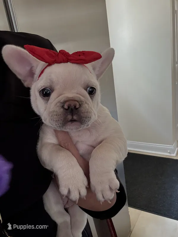 Poo – French Bulldog puppy for sale in West Berlin, NJ