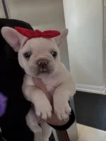 Poo, a female French Bulldog for sale in West Berlin, NJ – 1 of 3