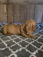 oscar , a male Miniature Dachshund for sale in Madisonville, TN – 2 of 2