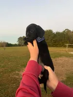 midnight, a male Miniature Dachshund for sale in Madisonville, TN – 1 of 5
