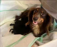 midnight, a male Miniature Dachshund for sale in Madisonville, TN – 4 of 5