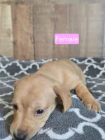female light red, a female Miniature Dachshund for sale in Madisonville, TN – 2 of 2