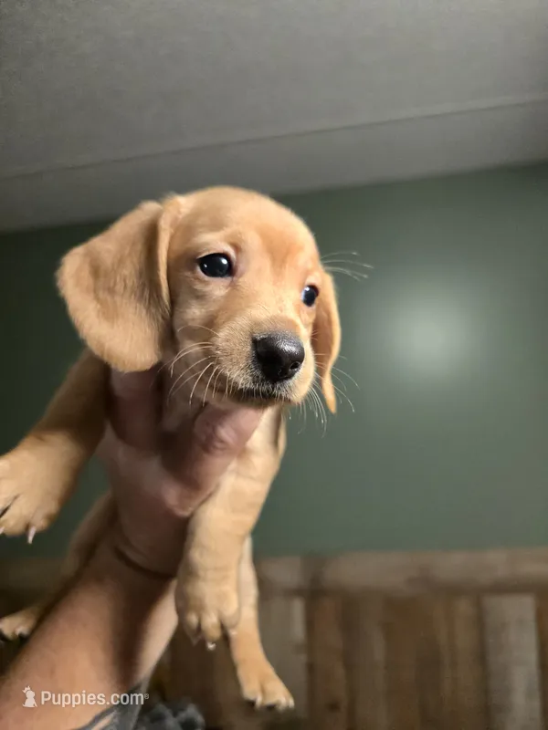 female light red – Miniature Dachshund puppy for sale in Madisonville, TN