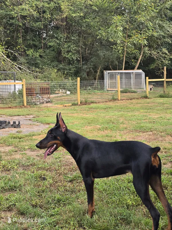 Mercedes – Doberman Pinscher puppy for sale in Madisonville, TN