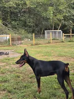 Mercedes, a female Doberman Pinscher for sale in Madisonville, TN – 1 of 2