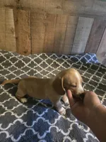 Dolly, a female Miniature Dachshund for sale in Madisonville, TN – 2 of 2