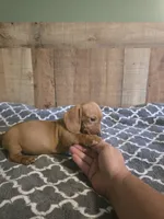little red, a male Miniature Dachshund for sale in Madisonville, TN – 2 of 2