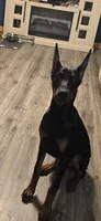 Mercedes, a female Doberman Pinscher for sale in Madisonville, TN – 2 of 2