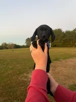 midnight, a male Miniature Dachshund for sale in Madisonville, TN – 2 of 5