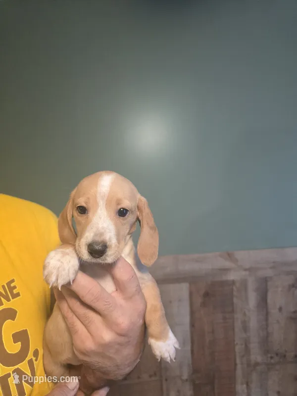 Dolly – Miniature Dachshund puppy for sale in Madisonville, TN
