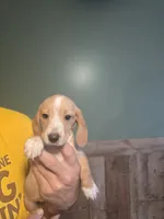 Dolly, a female Miniature Dachshund for sale in Madisonville, TN – 1 of 2