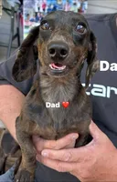 midnight, a male Miniature Dachshund for sale in Madisonville, TN – 5 of 5