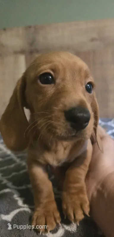 little red – Miniature Dachshund puppy for sale in Madisonville, TN