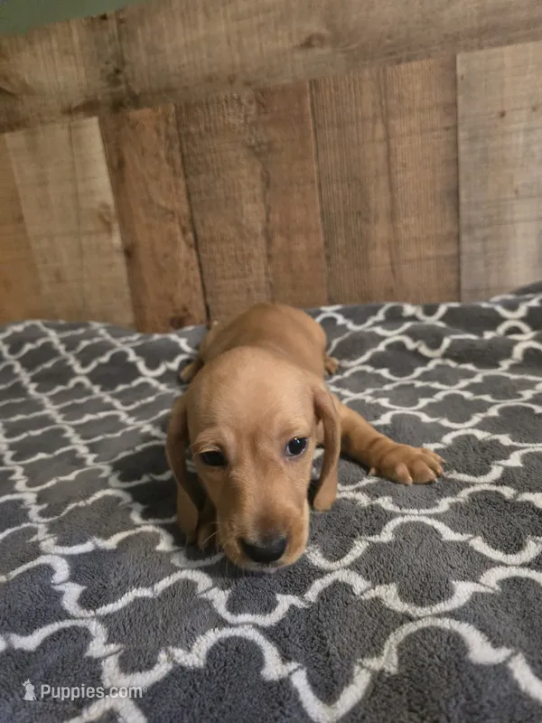 oscar  – Miniature Dachshund puppy for sale in Madisonville, TN
