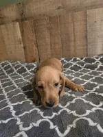oscar , a male Miniature Dachshund for sale in Madisonville, TN – 1 of 2