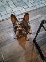 Charlie, a male French Bulldog for sale in Houston, TX – 4 of 5