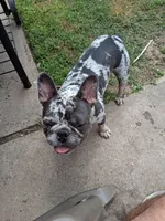 Charlie, a male French Bulldog for sale in Houston, TX – 3 of 5