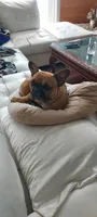 Sky, a female French Bulldog for sale in Houston, TX – 3 of 5