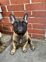 Babe, a female French Bulldog for sale in Houston, TX – 2 of 10