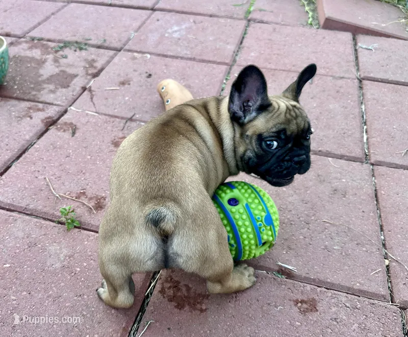 Missy – French Bulldog puppy for sale in Houston, TX