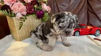 Charlie, a male French Bulldog for sale in Houston, TX – 5 of 5