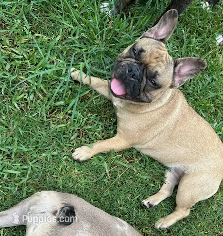 Sky – French Bulldog puppy for sale in Houston, TX