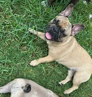 Sky, a female French Bulldog for sale in Houston, TX – 1 of 5