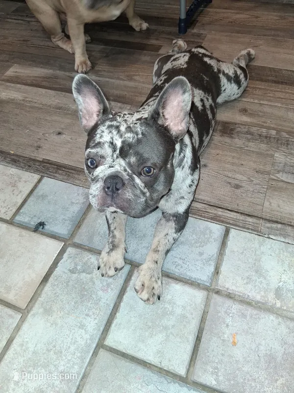Charlie – French Bulldog puppy for sale in Houston, TX