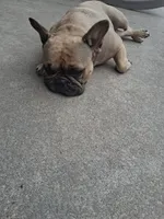 Sky, a female French Bulldog for sale in Houston, TX – 4 of 5