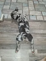 Charlie, a male French Bulldog for sale in Houston, TX – 2 of 5